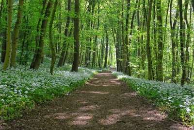 Bärlauchpesto im Wald