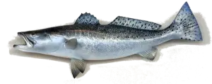 wie fisch würzen