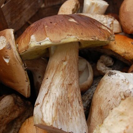 mushroom, white mushroom, basket, mushrooms, forest, in the fall of, nature, tree fungus